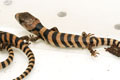 Cyclodomorphus (Tiliqua) gerrardii